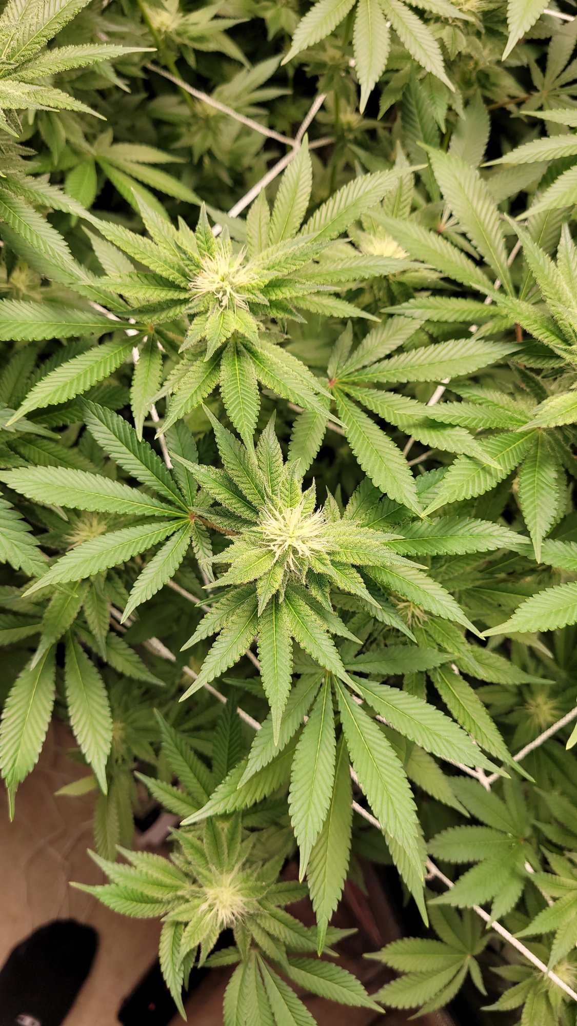 Help please not sure what healthynormal plants should look like 3