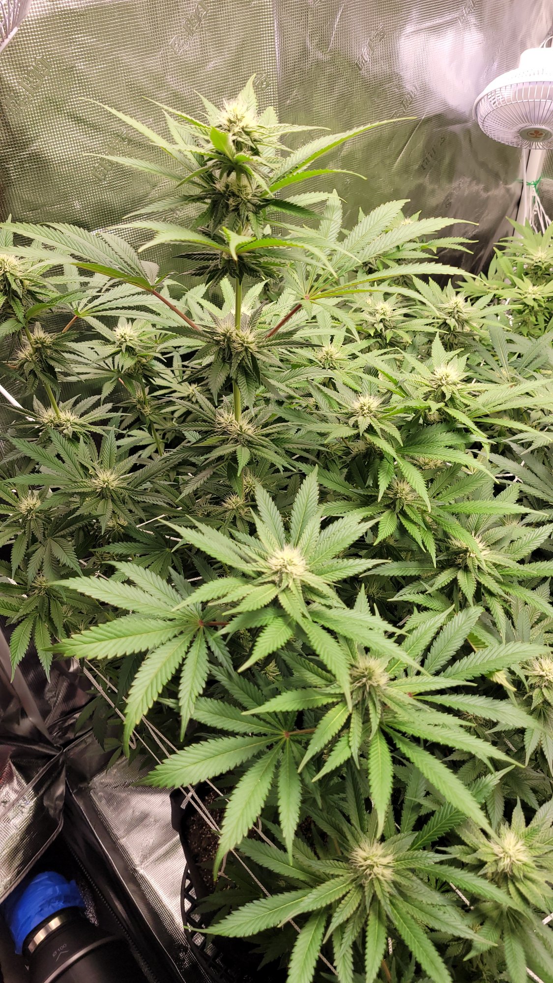 Help please not sure what healthynormal plants should look like 4