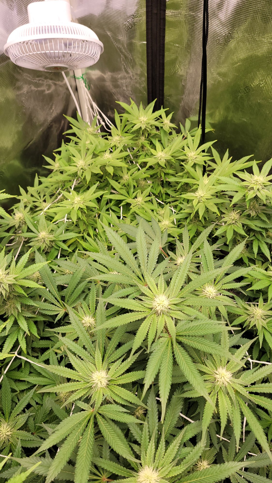 Help please not sure what healthynormal plants should look like 7