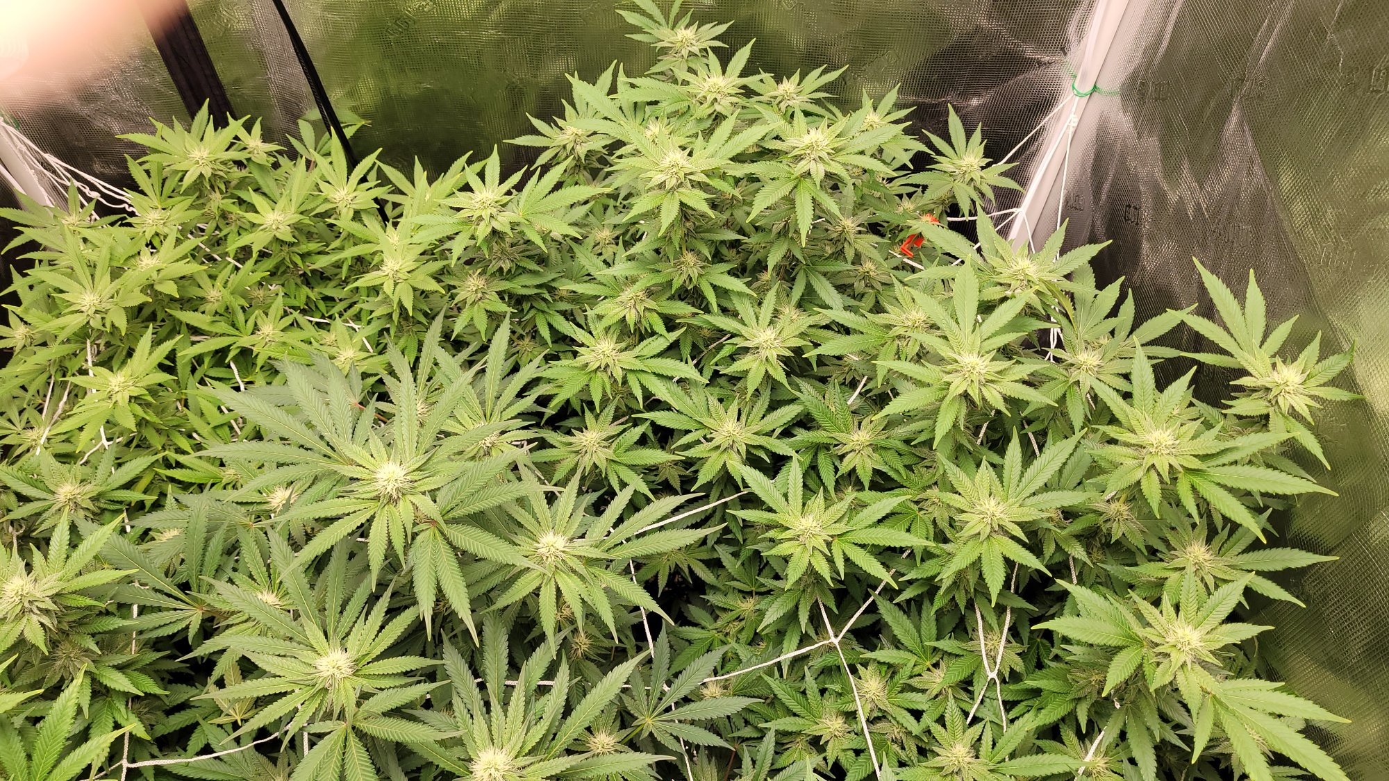 Help please not sure what healthynormal plants should look like 8