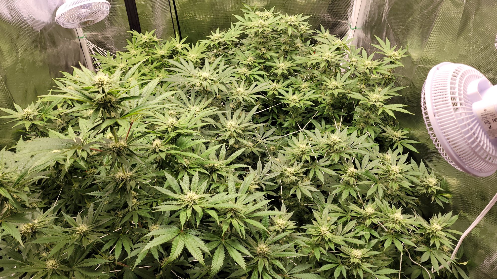 Help please not sure what healthynormal plants should look like