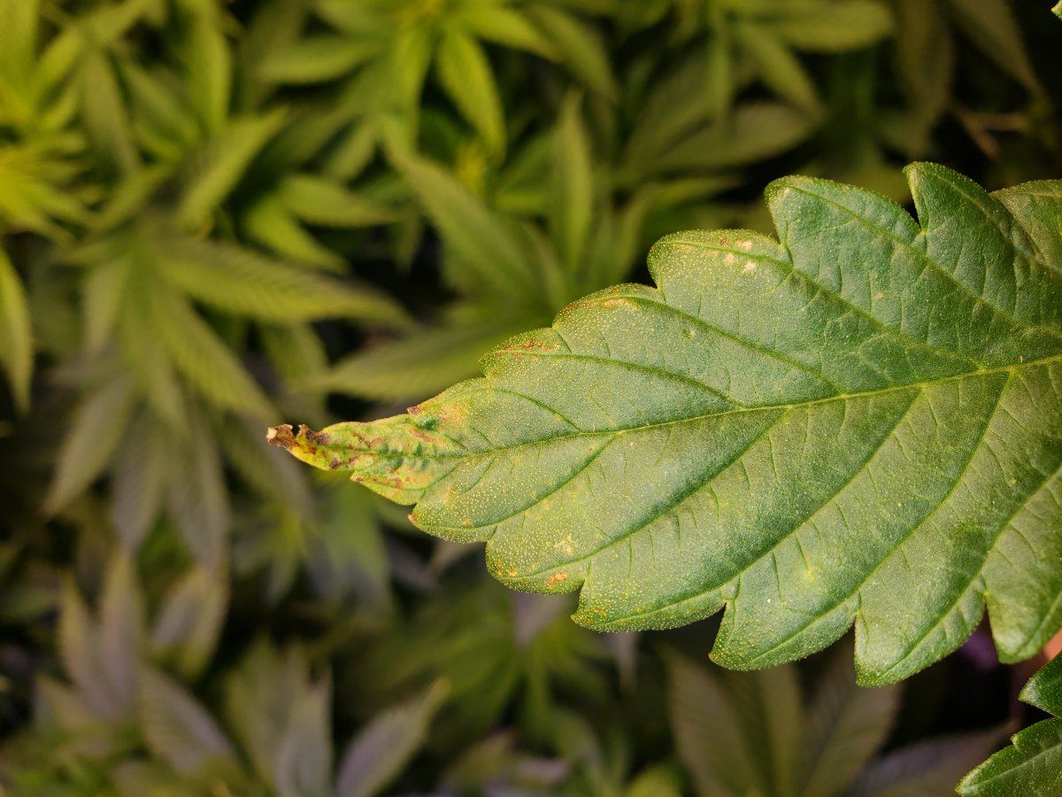 Help please noticed some funky spots on leaves of one plant 3