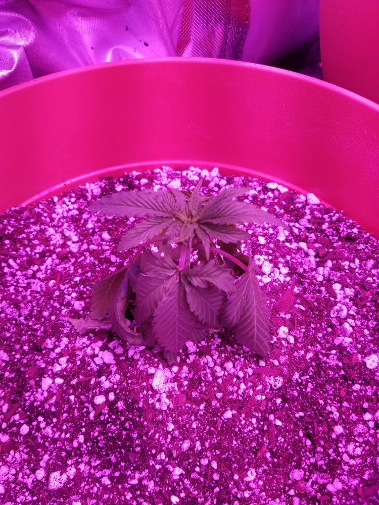 Help please plants are almost dead after transplant 2