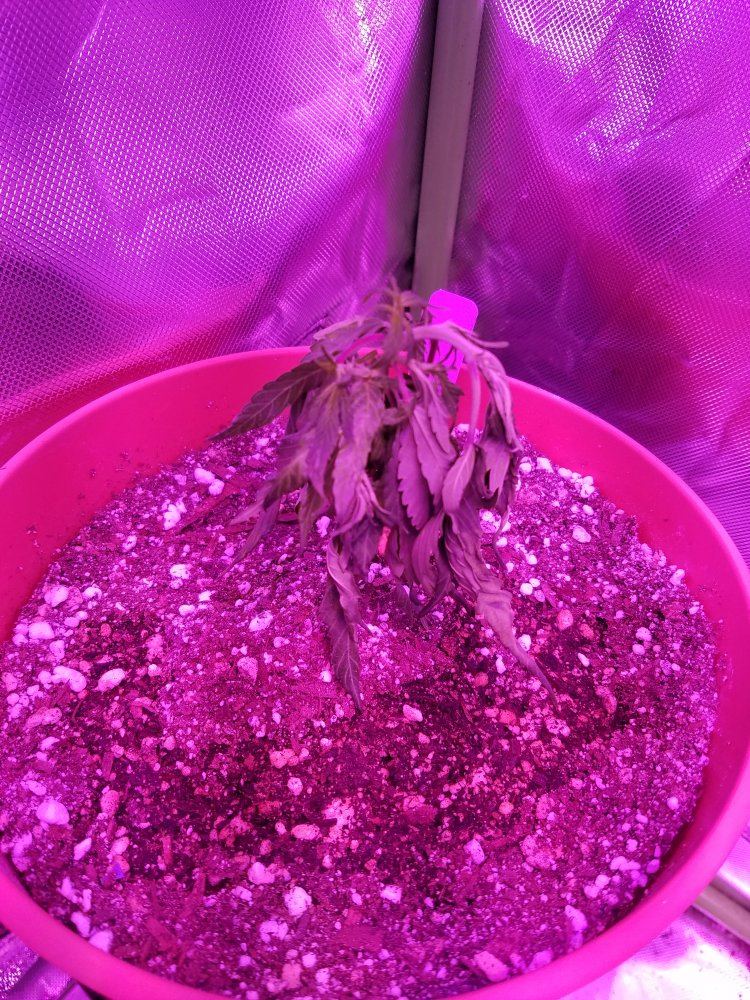 Help please plants are almost dead after transplant 3