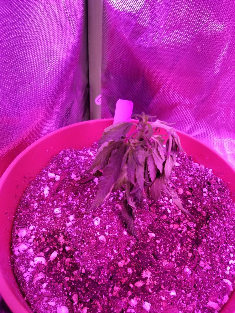 Help please plants are almost dead after transplant 4