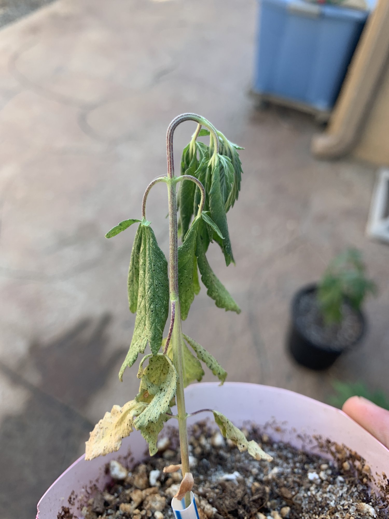 Help please the tops of the plants have fallen over 2