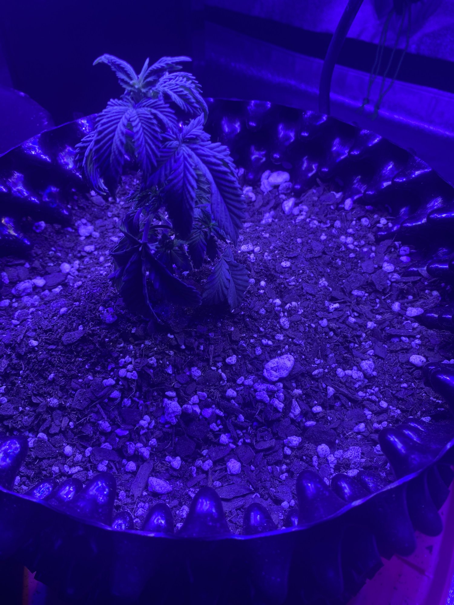 Help pleaseeeee first time grower 2
