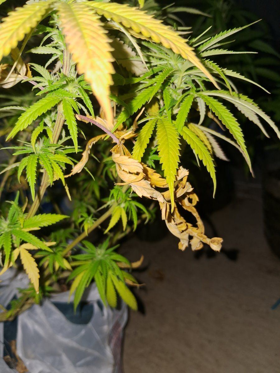 Help pls pale outdoor plant leaves yellowing but not falling 3