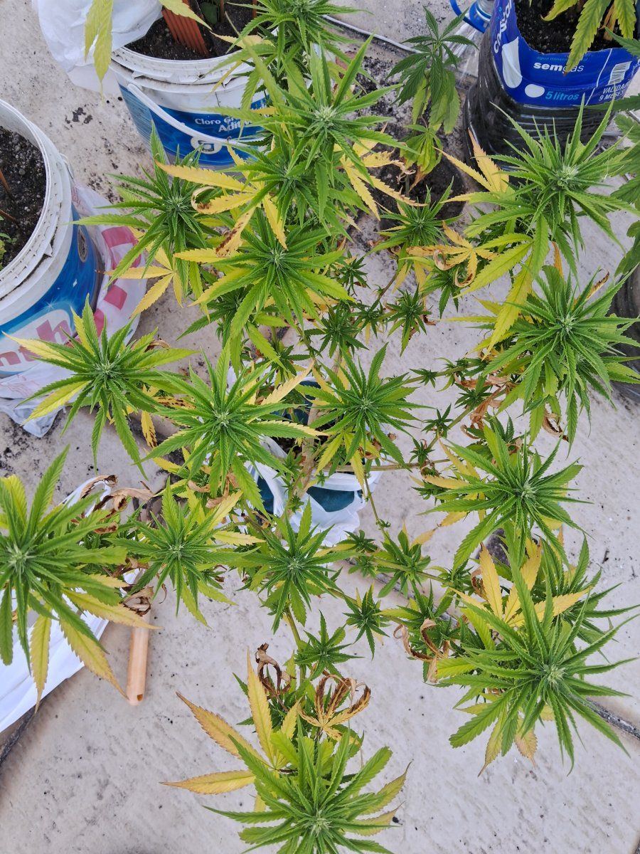 Help pls pale outdoor plant leaves yellowing but not falling