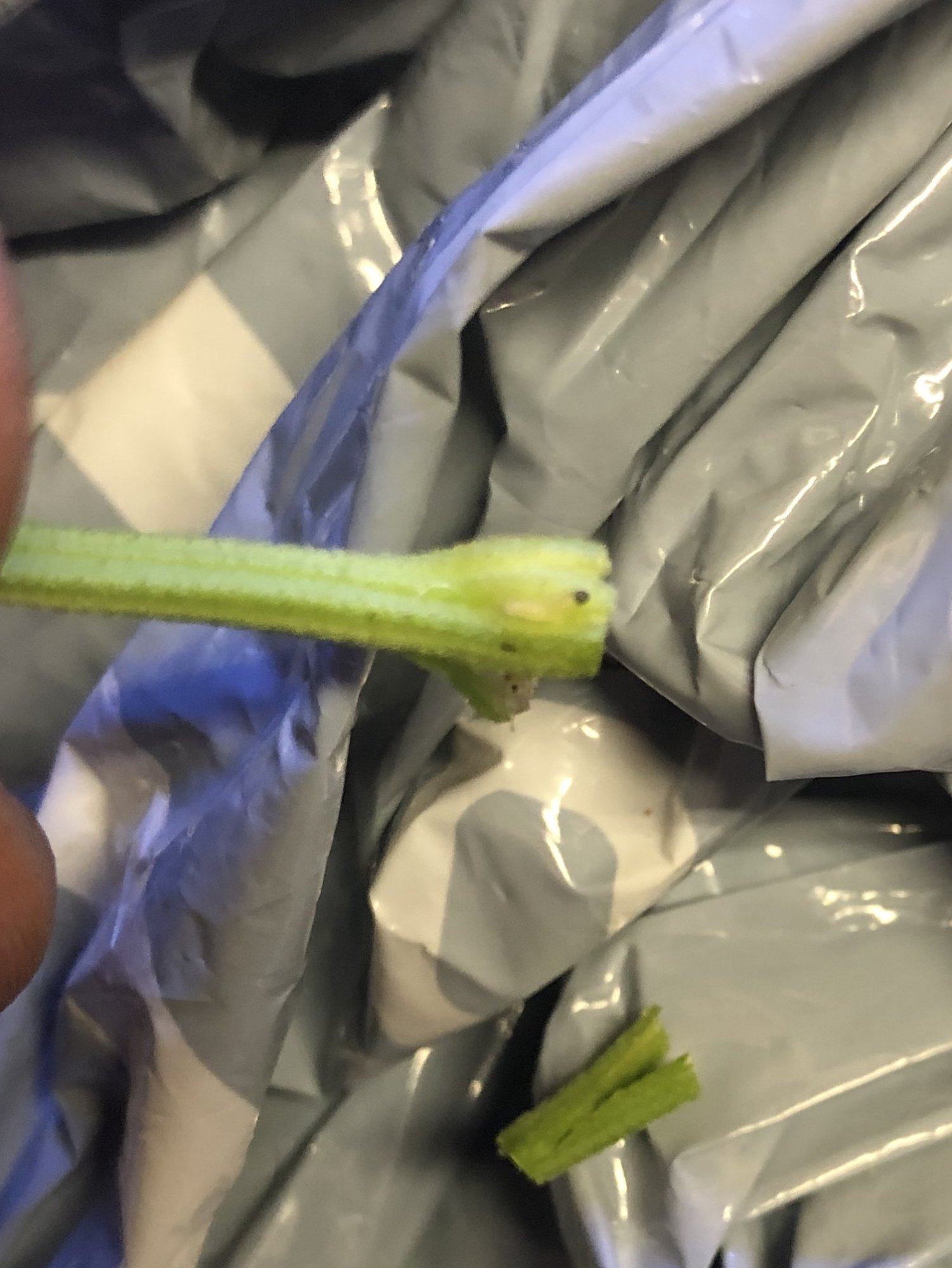Help possible borers 3