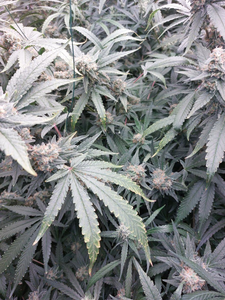 Help problem is spreading k deficiency 4