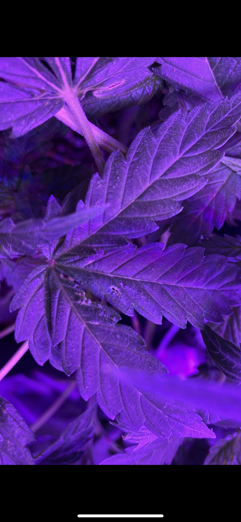 Help problem with my leaves cant figure out 2