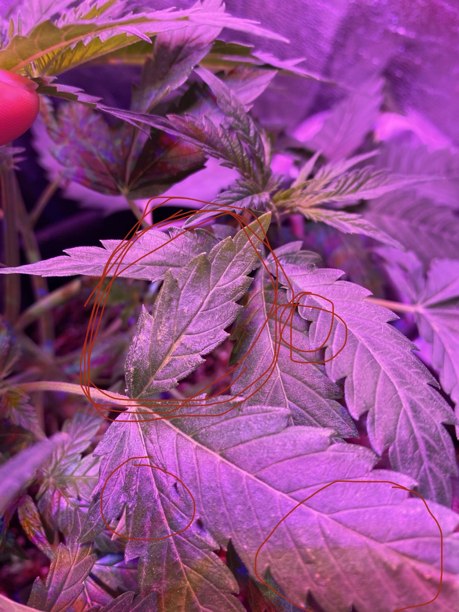 Help problem with my leaves cant figure out 3