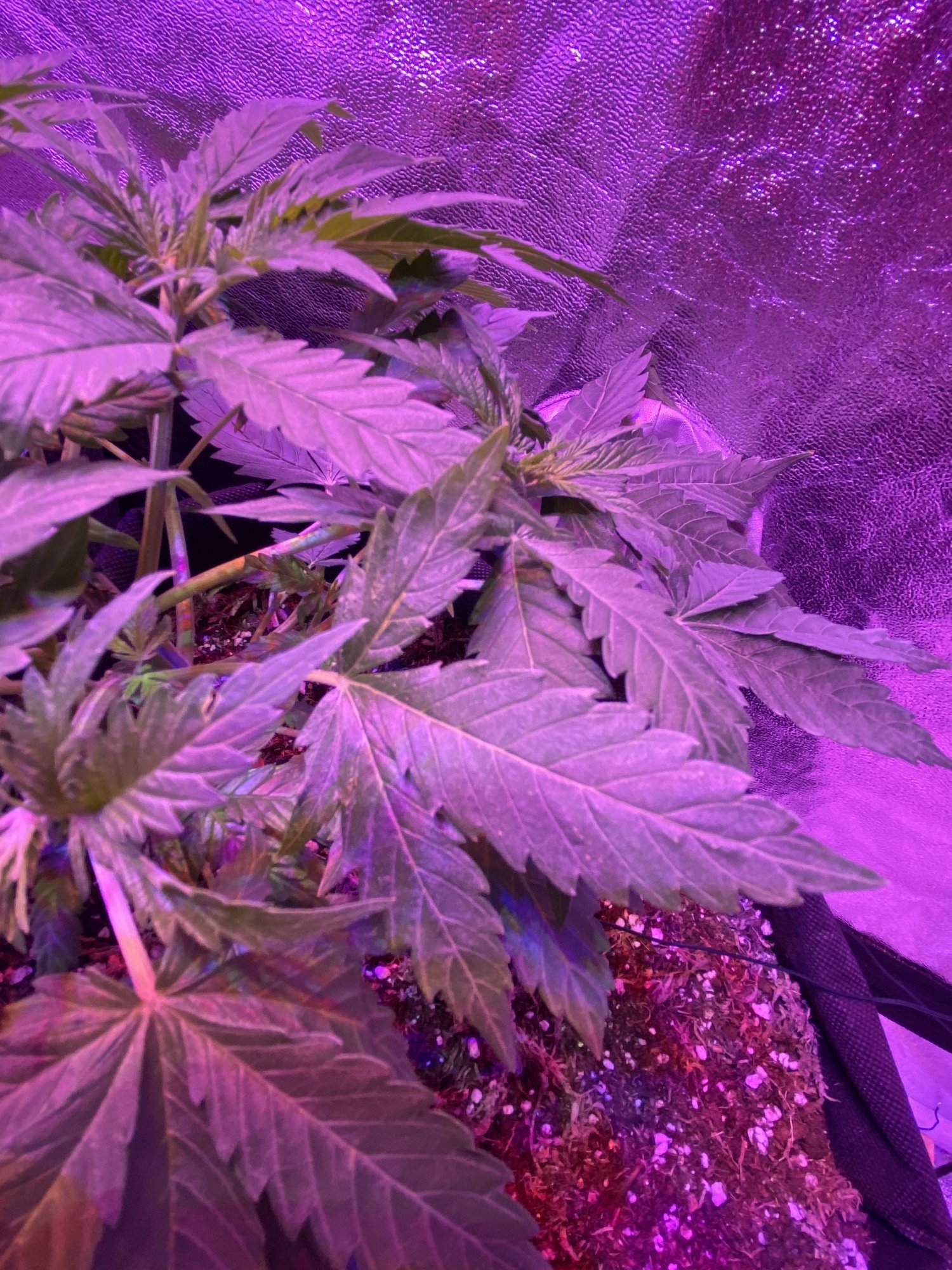 Help problem with my leaves cant figure out