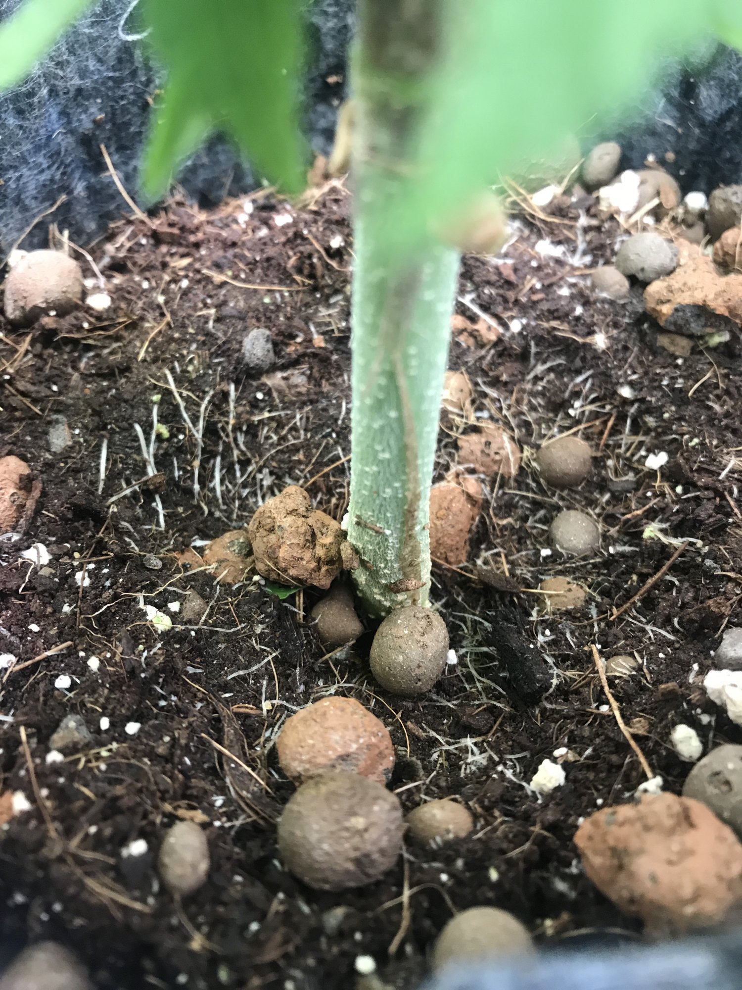 Help roots coco coir grow 30 perlite 2