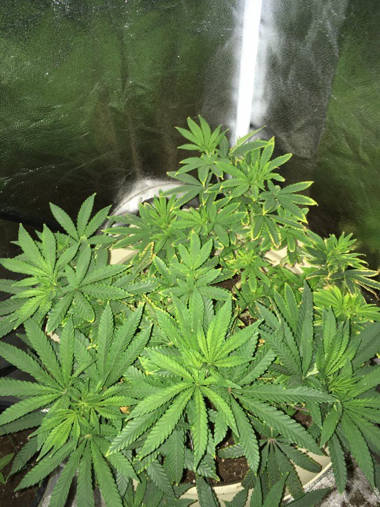 Help save my grow im stumped 3