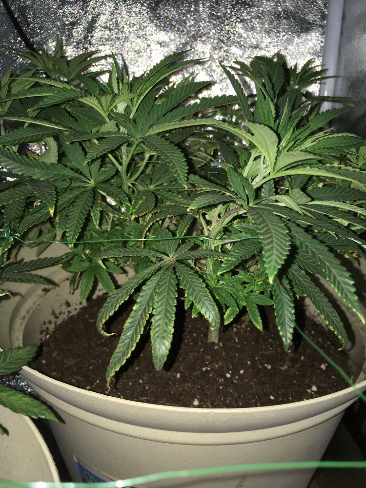 Help save my grow im stumped 4
