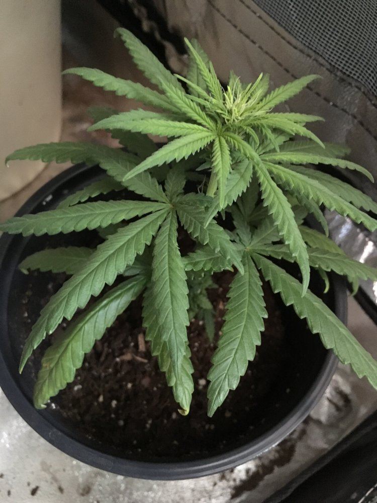 Help save my grow im stumped 5