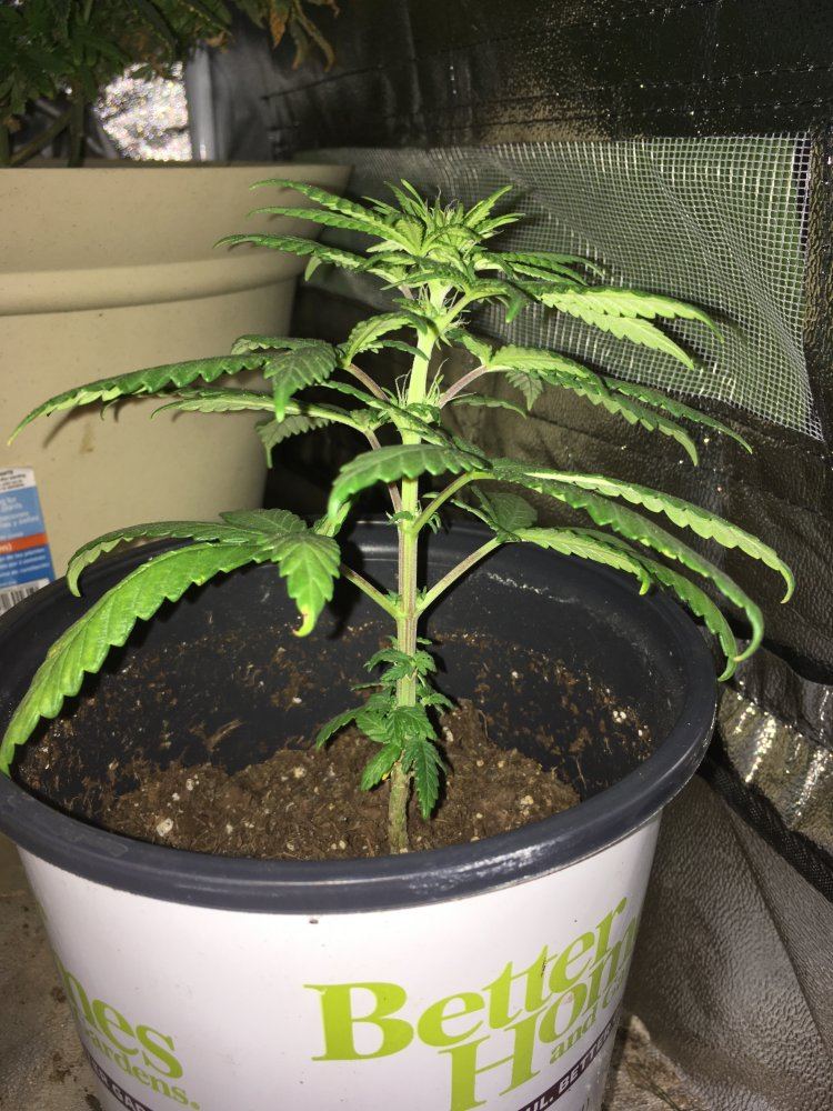 Help save my grow im stumped 6