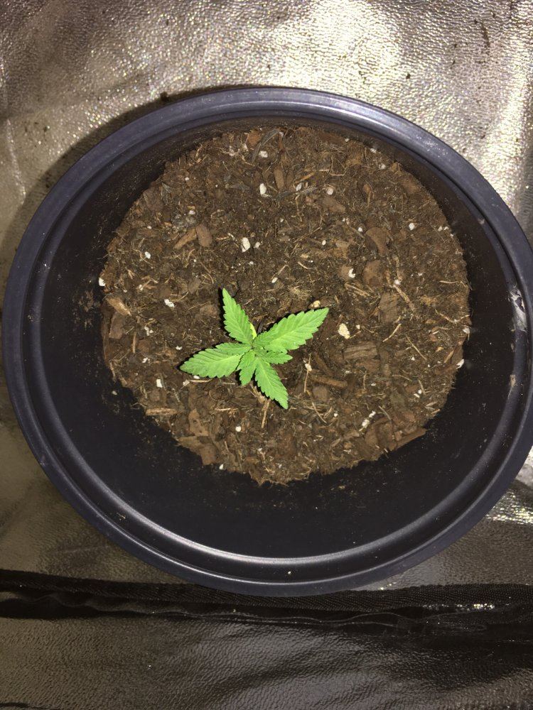 Help save my grow im stumped 7