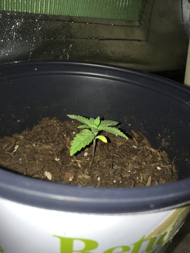 Help save my grow im stumped 8