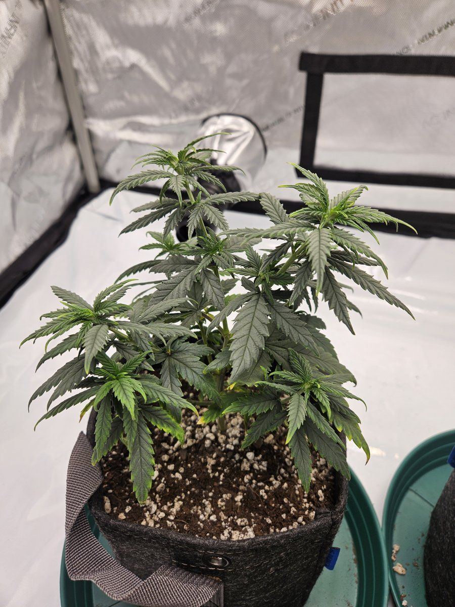 Help saving my struggling plants 3
