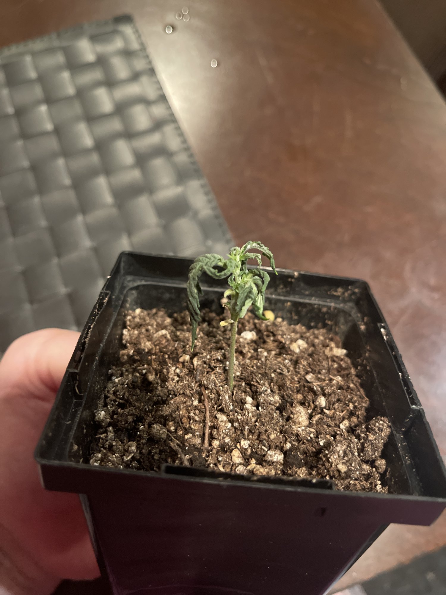 Help seedling was thriving and now is on her last legs 2