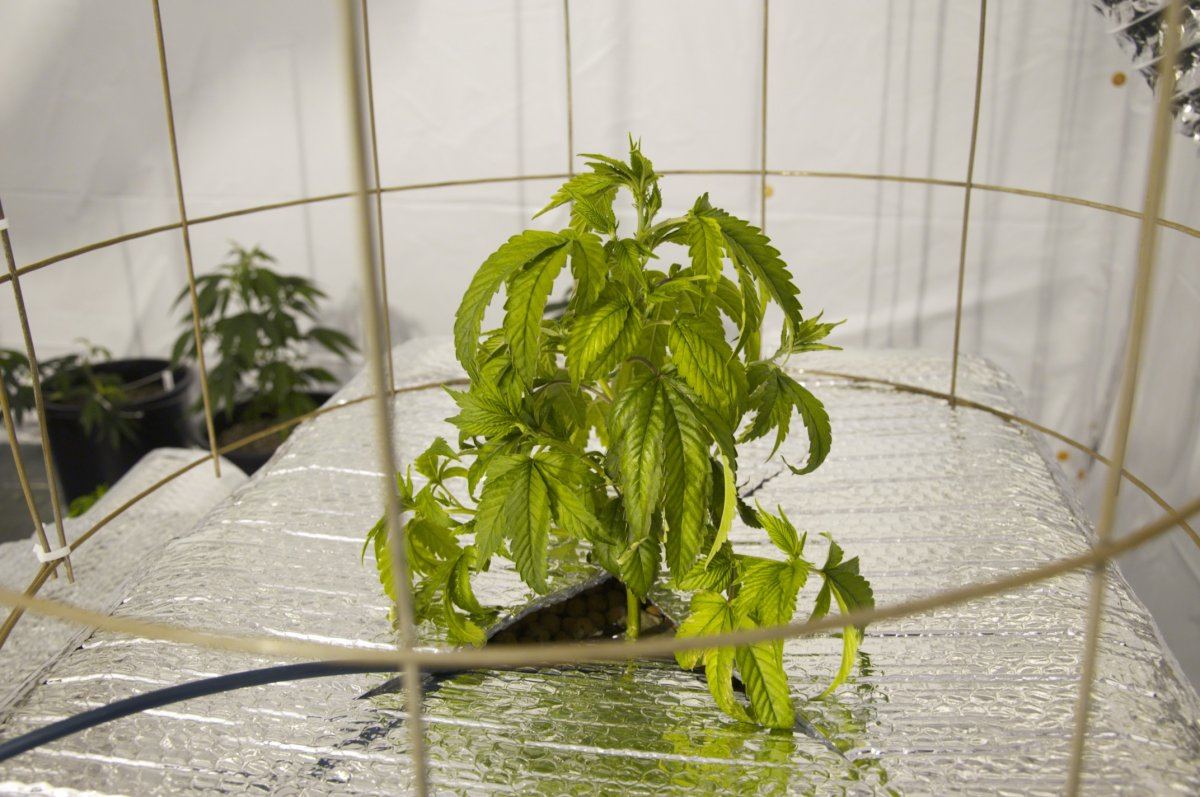 Help sick plants vegging in mpb 6