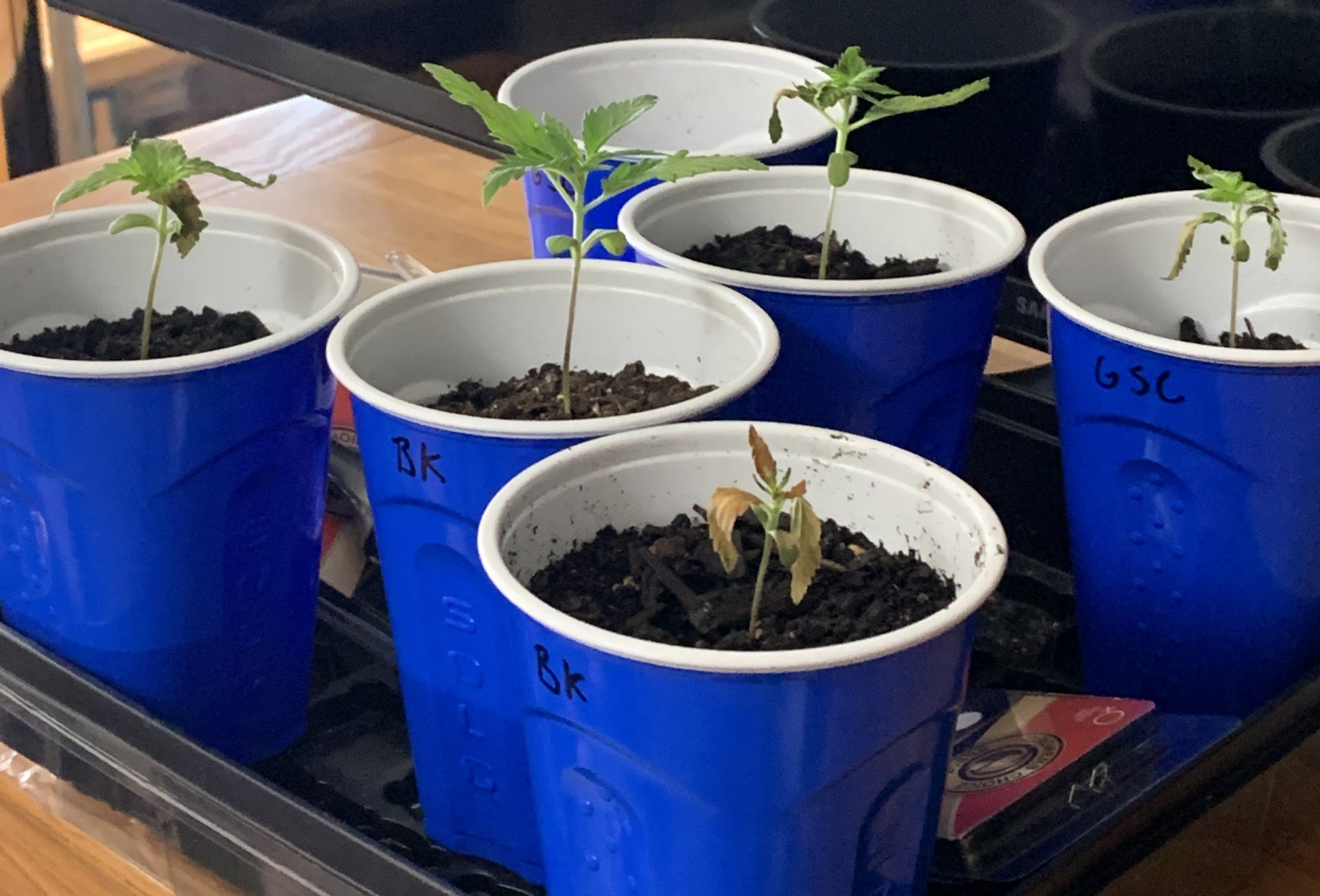 Help somethings wrong with my plants 3