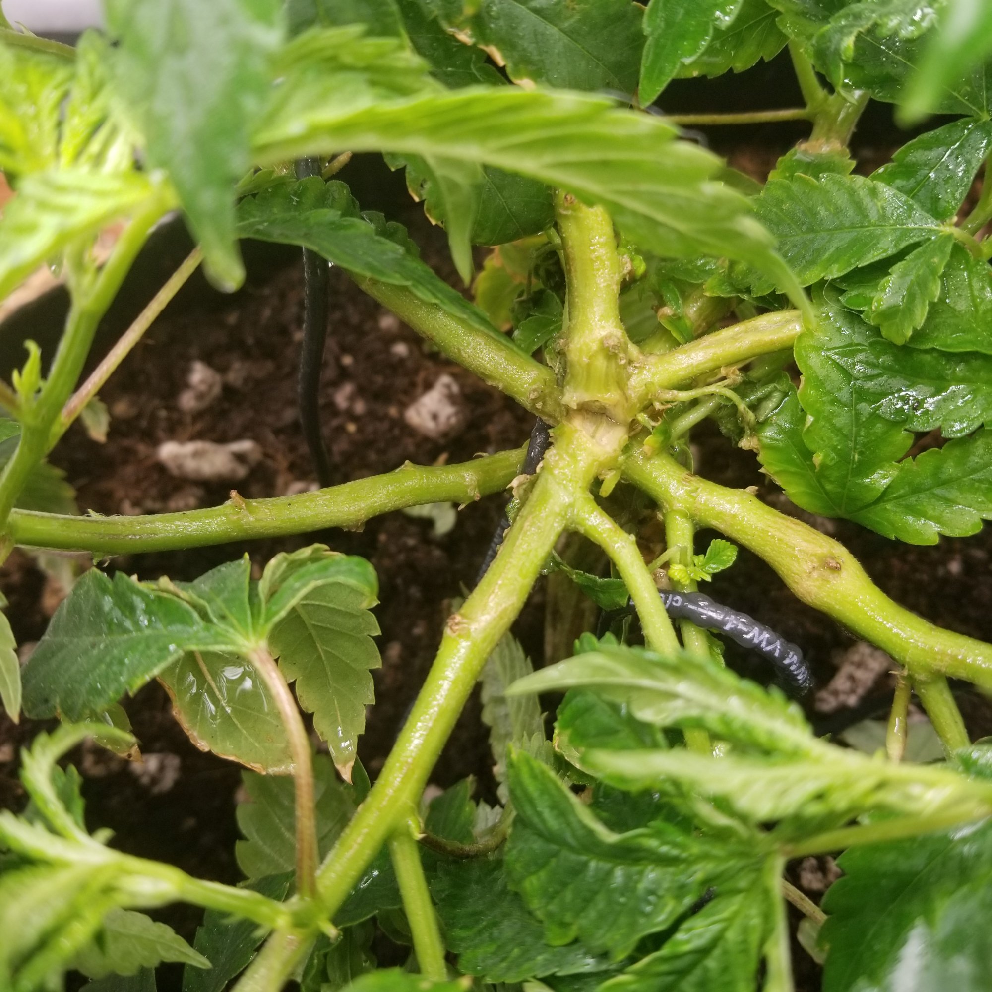 Help split stem straight down middle 2