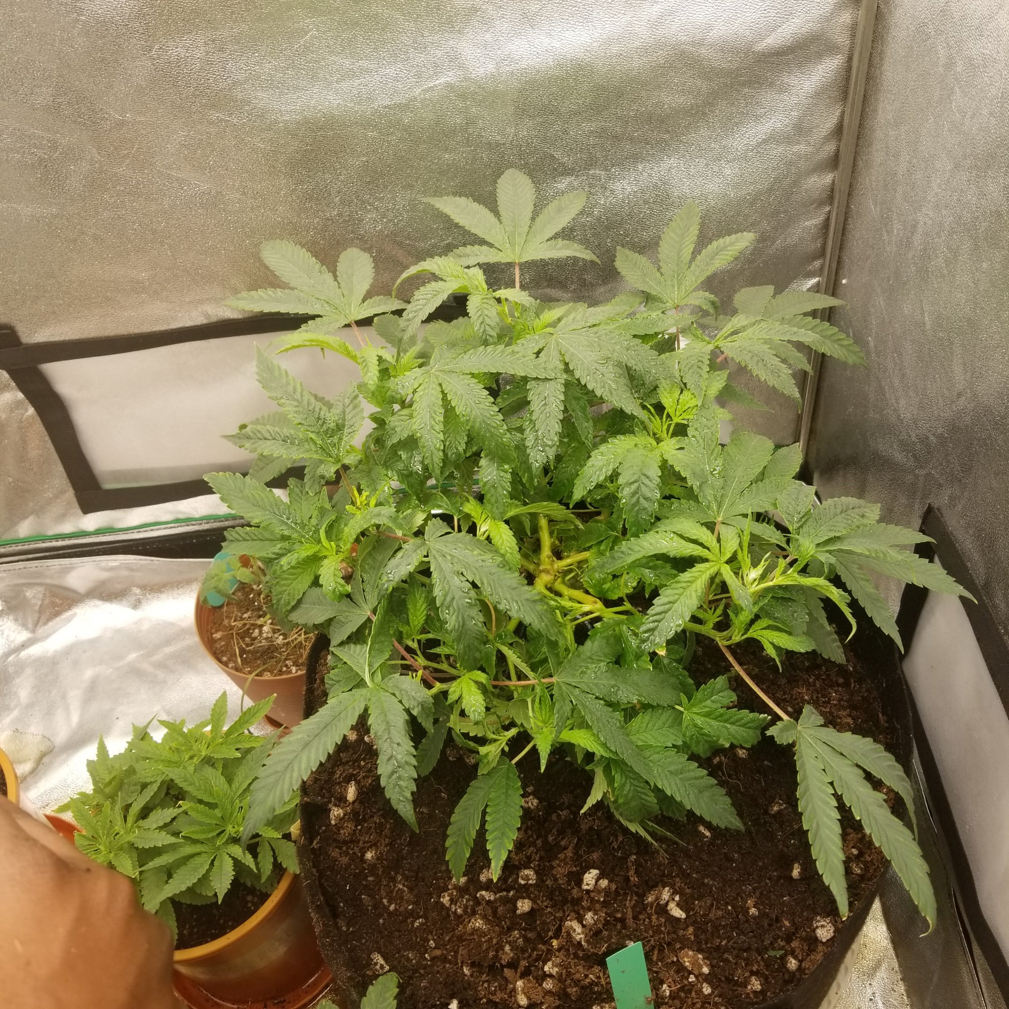 Help split stem straight down middle 3