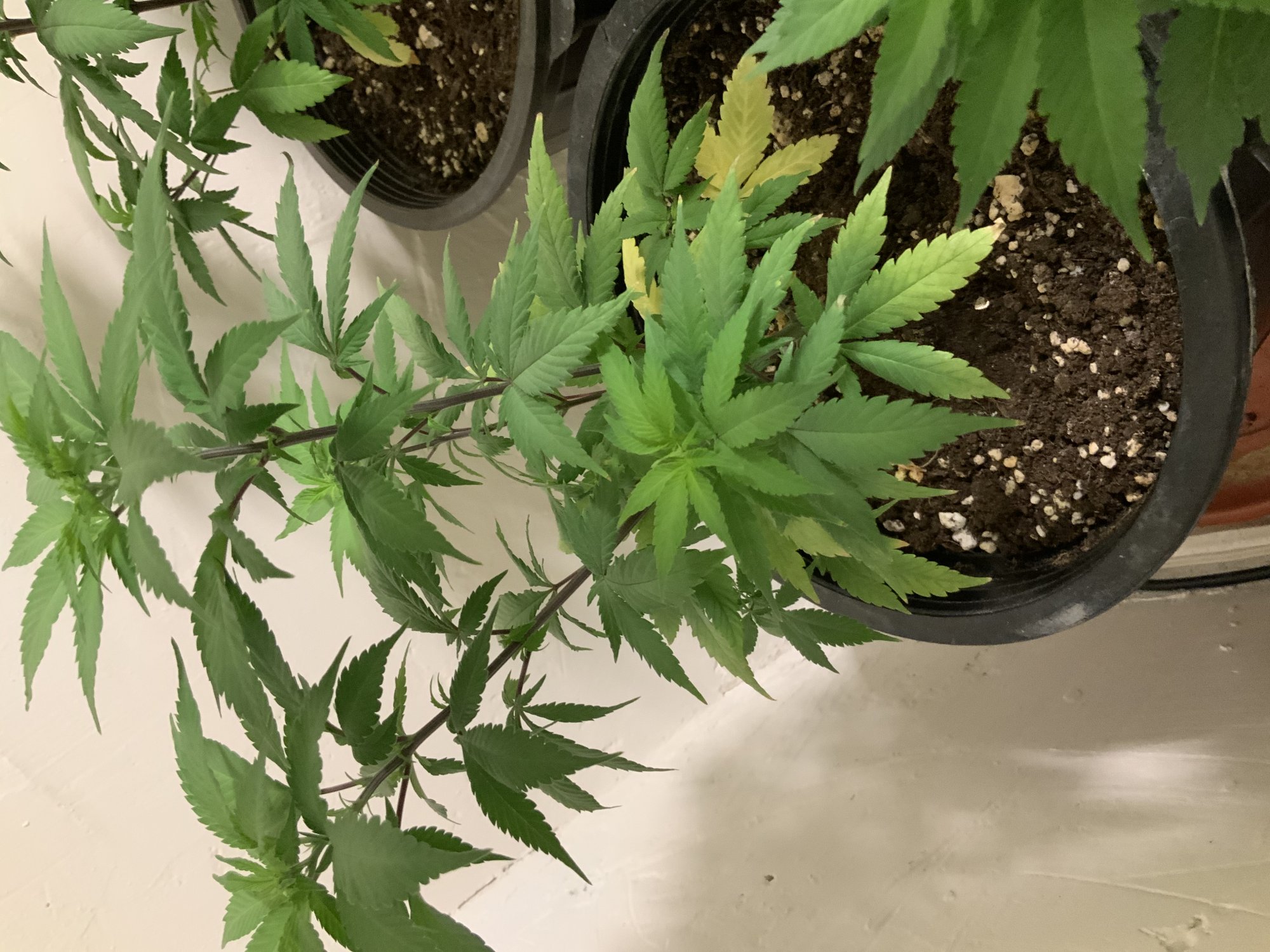 Help stress or lack of fertilizer lower leaves turn yellow 2