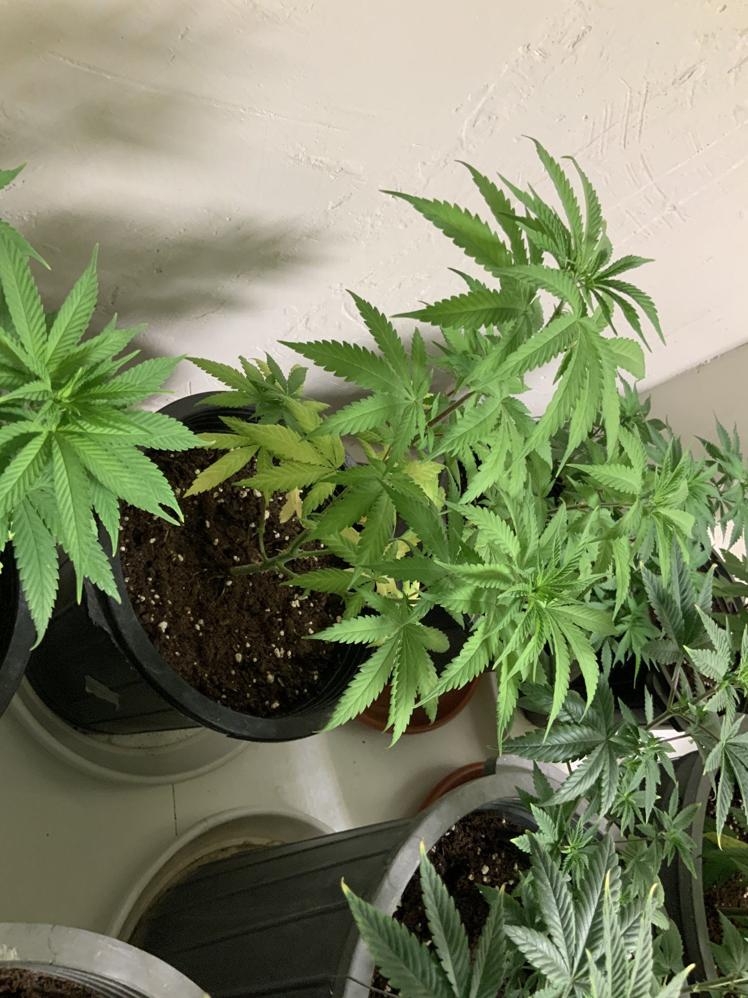 Help stress or lack of fertilizer lower leaves turn yellow 3