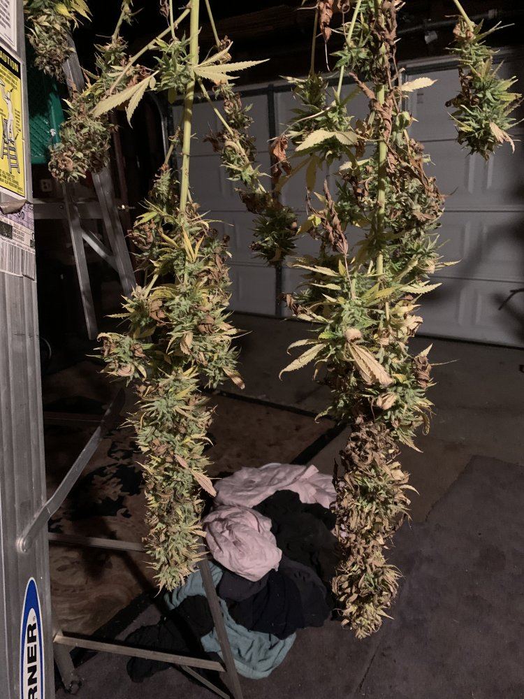 Help the tops are drying out and looking ugly