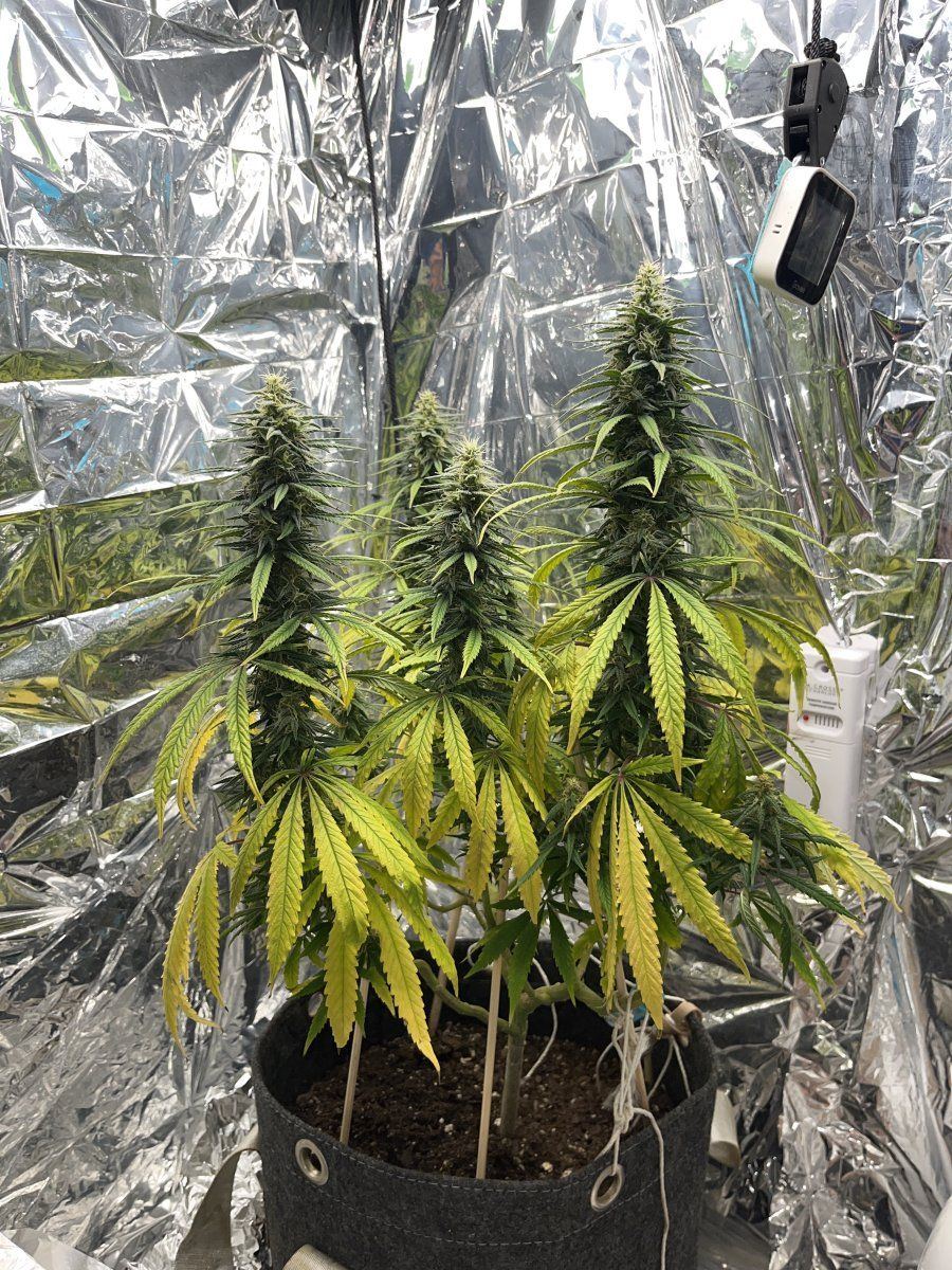 Help the yellowing is not stopping week 6 flower day 40 1212 3