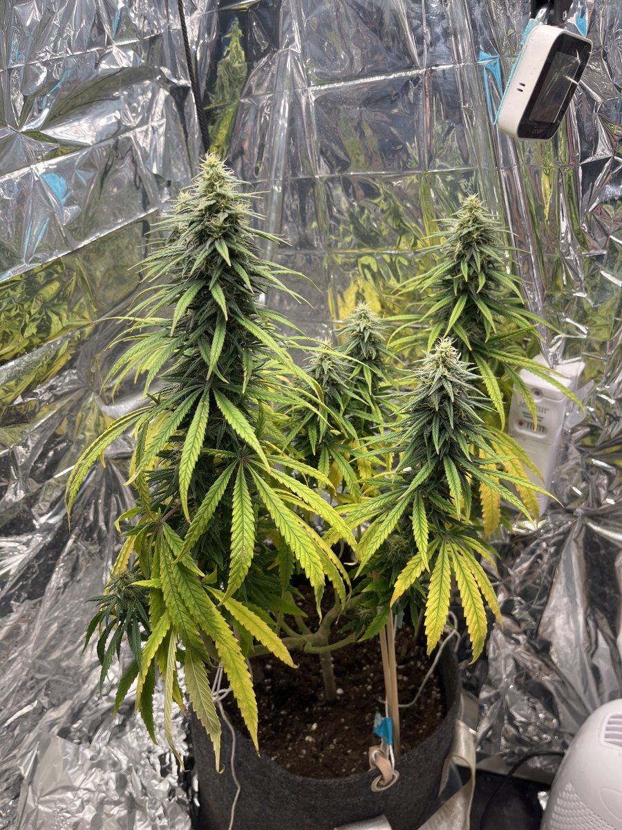 Help the yellowing is not stopping week 6 flower day 40 1212 4