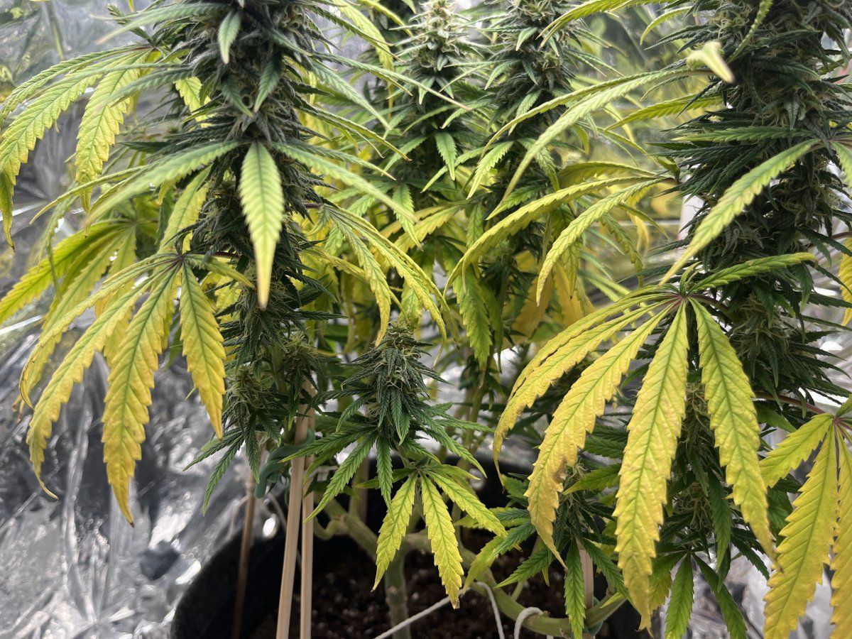 Help the yellowing is not stopping week 6 flower day 40 1212 5