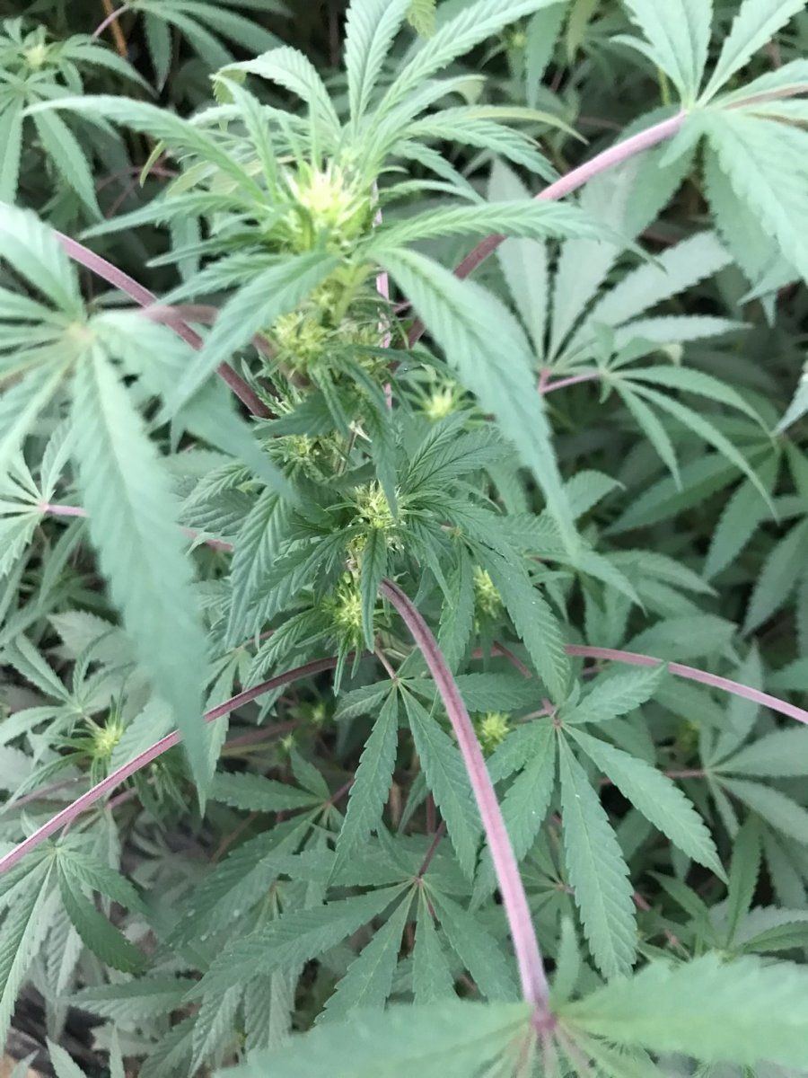 Help to identify the strain