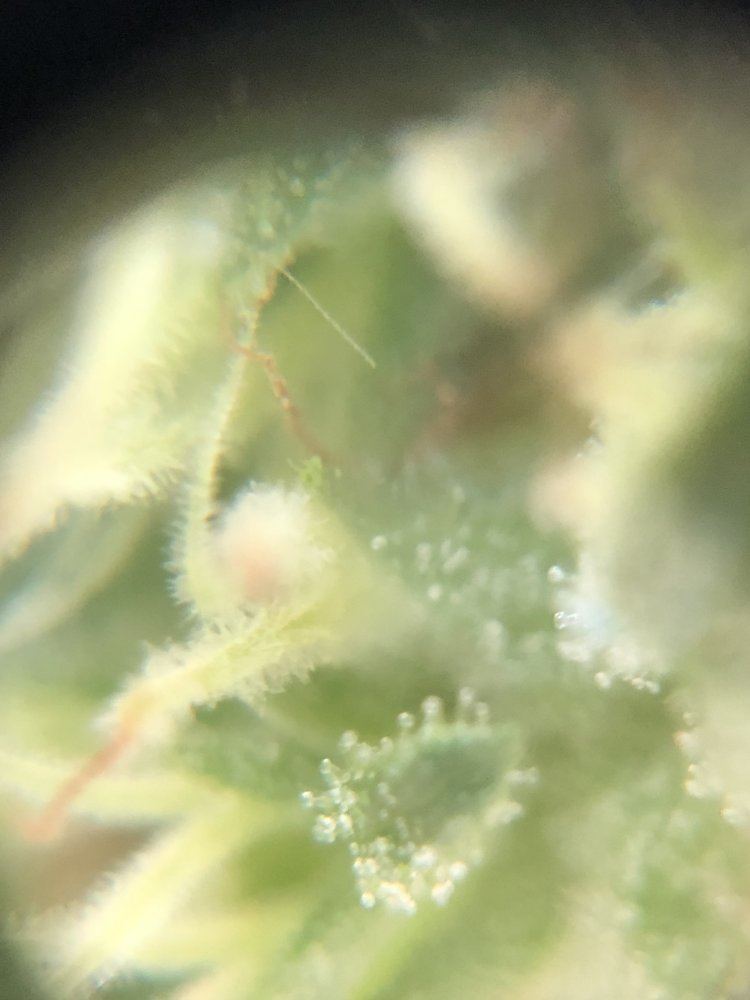 Help trichomes hard to read pics 2