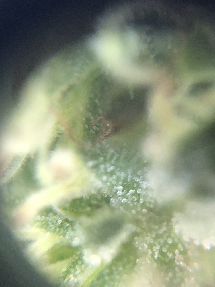 Help trichomes hard to read pics 3