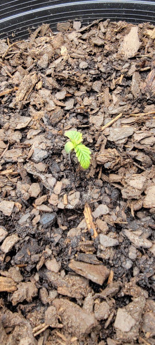 Help w starting seeds pls 3