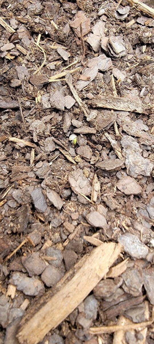 Help w starting seeds pls 6