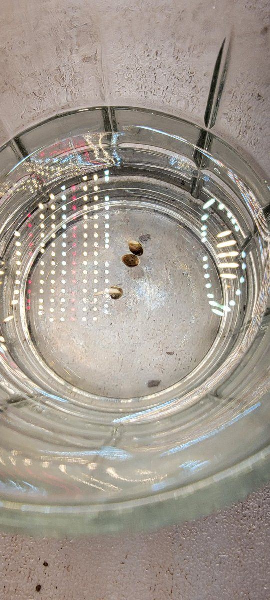 Help w starting seeds pls 7