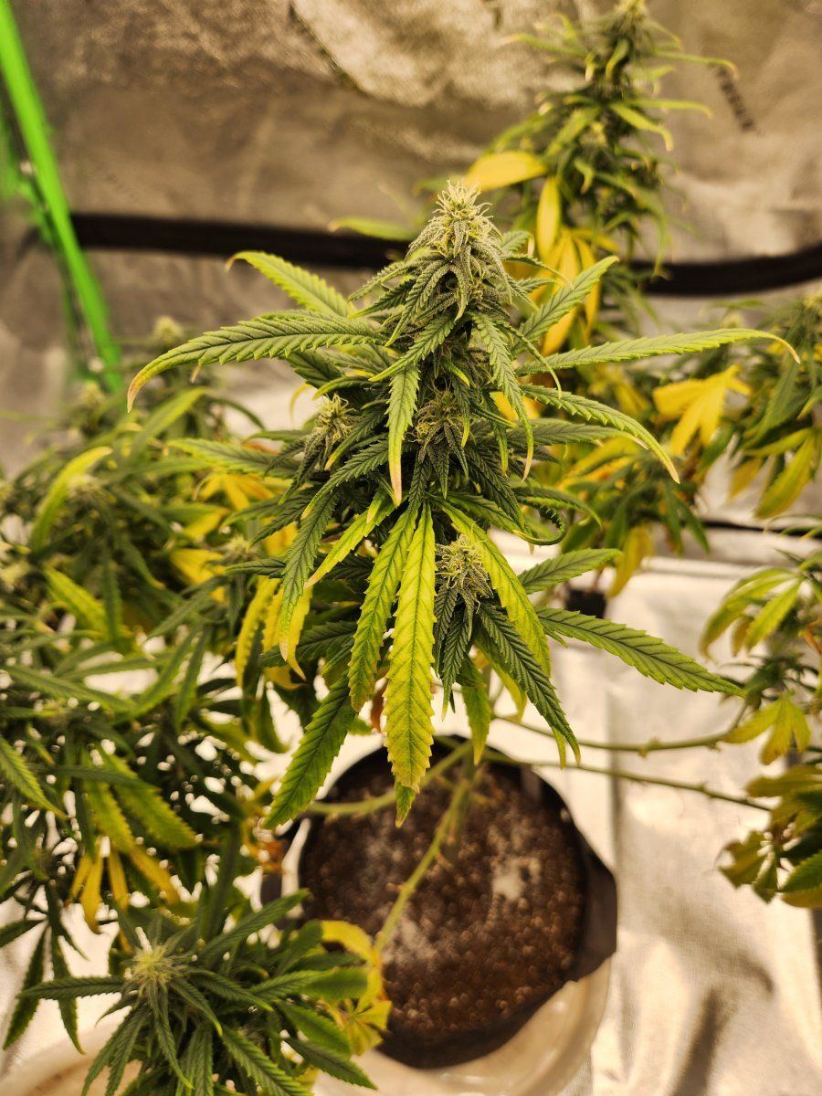 Help weak and yellow sativa 3