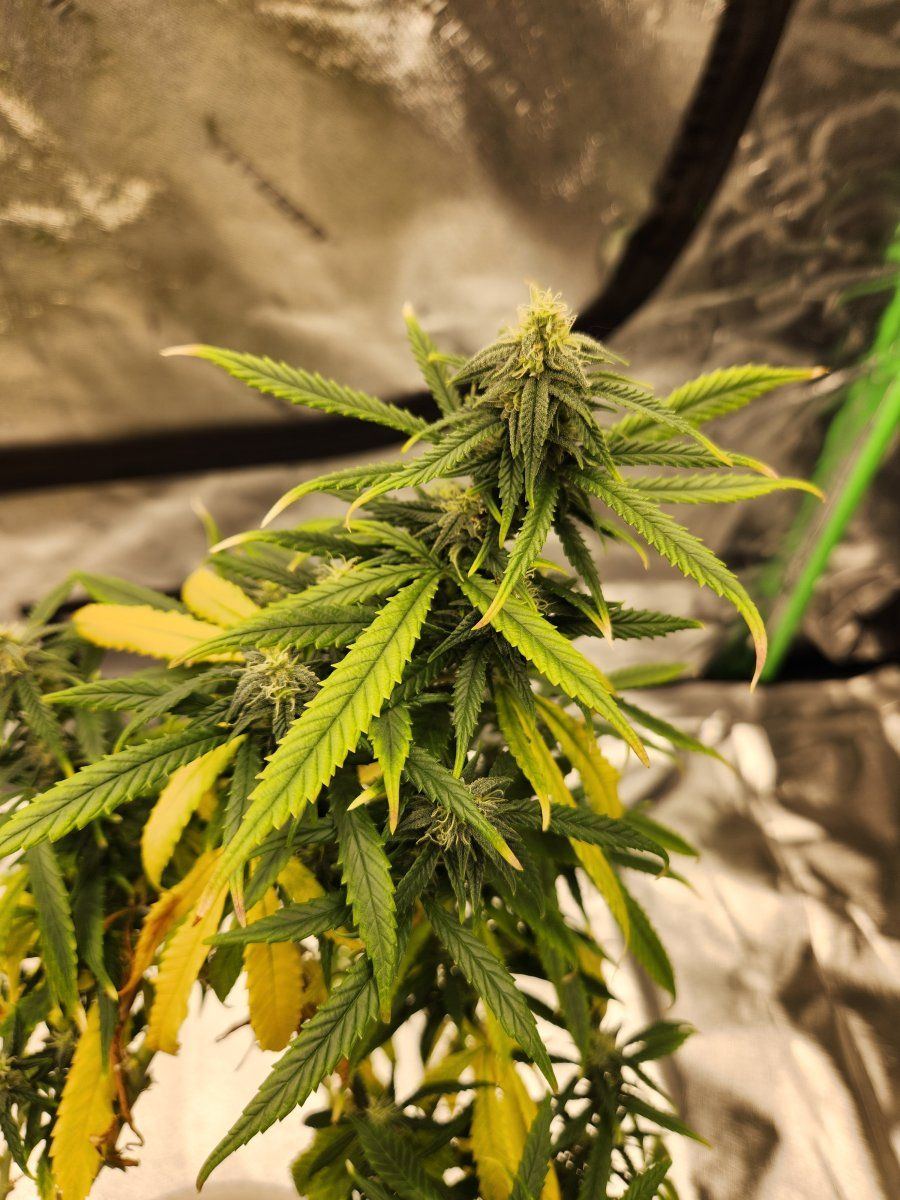 Help weak and yellow sativa 4