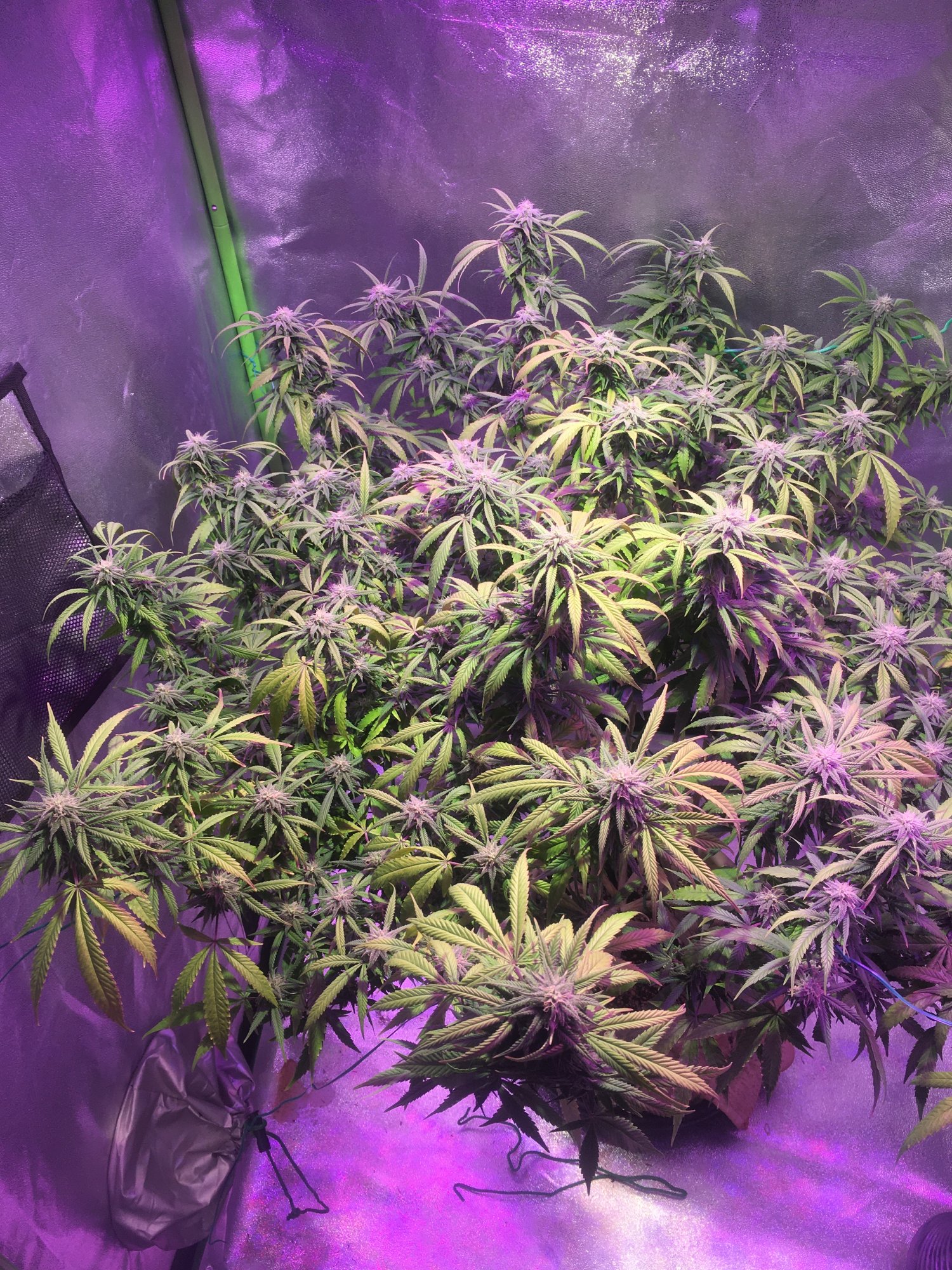 Help week 4 of flower and shes fading 2