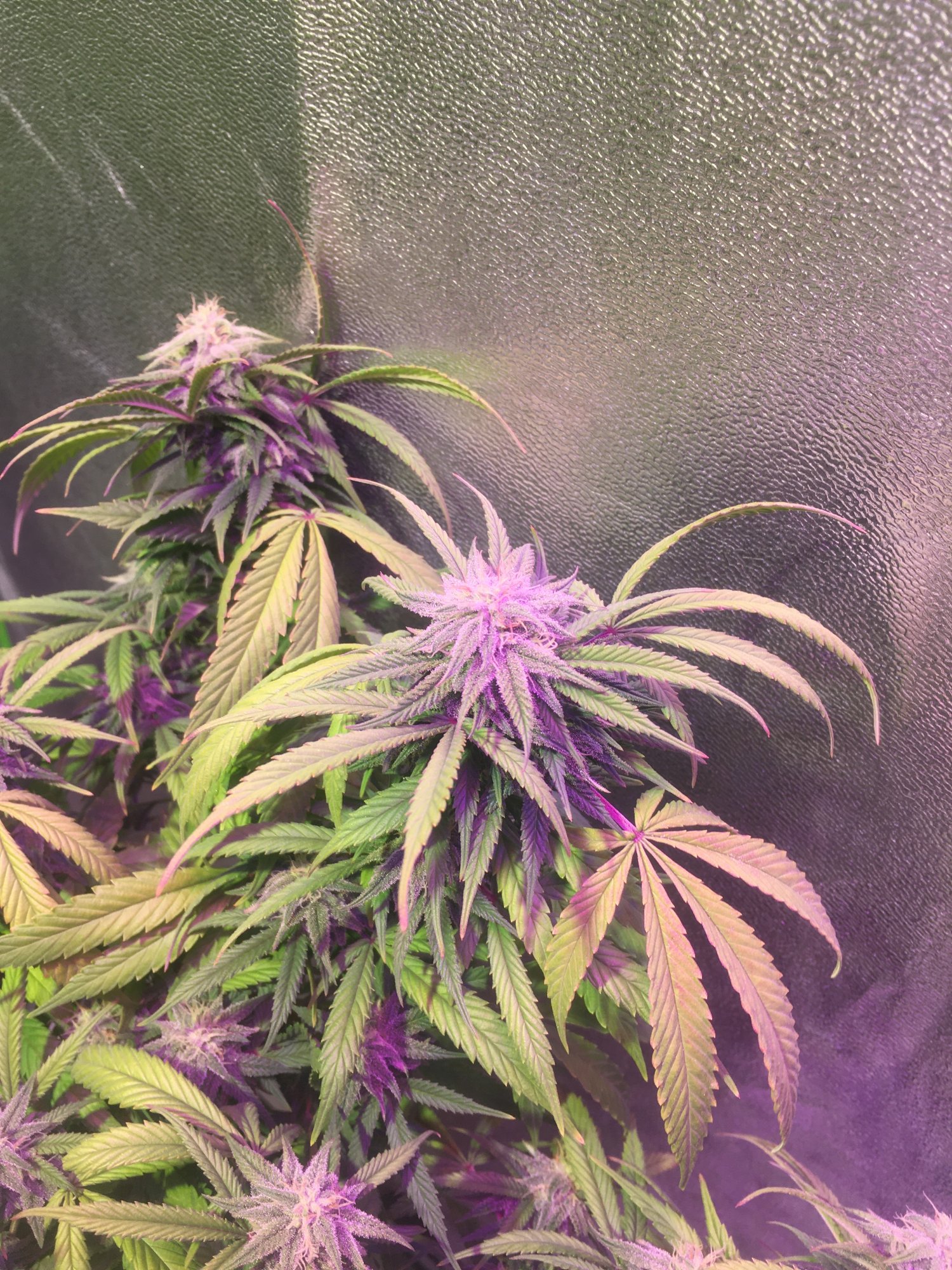 Help week 4 of flower and shes fading 5