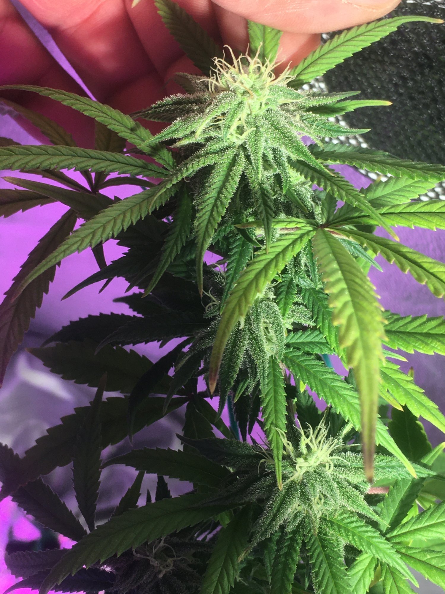 Help week 4 of flower and shes fading 7