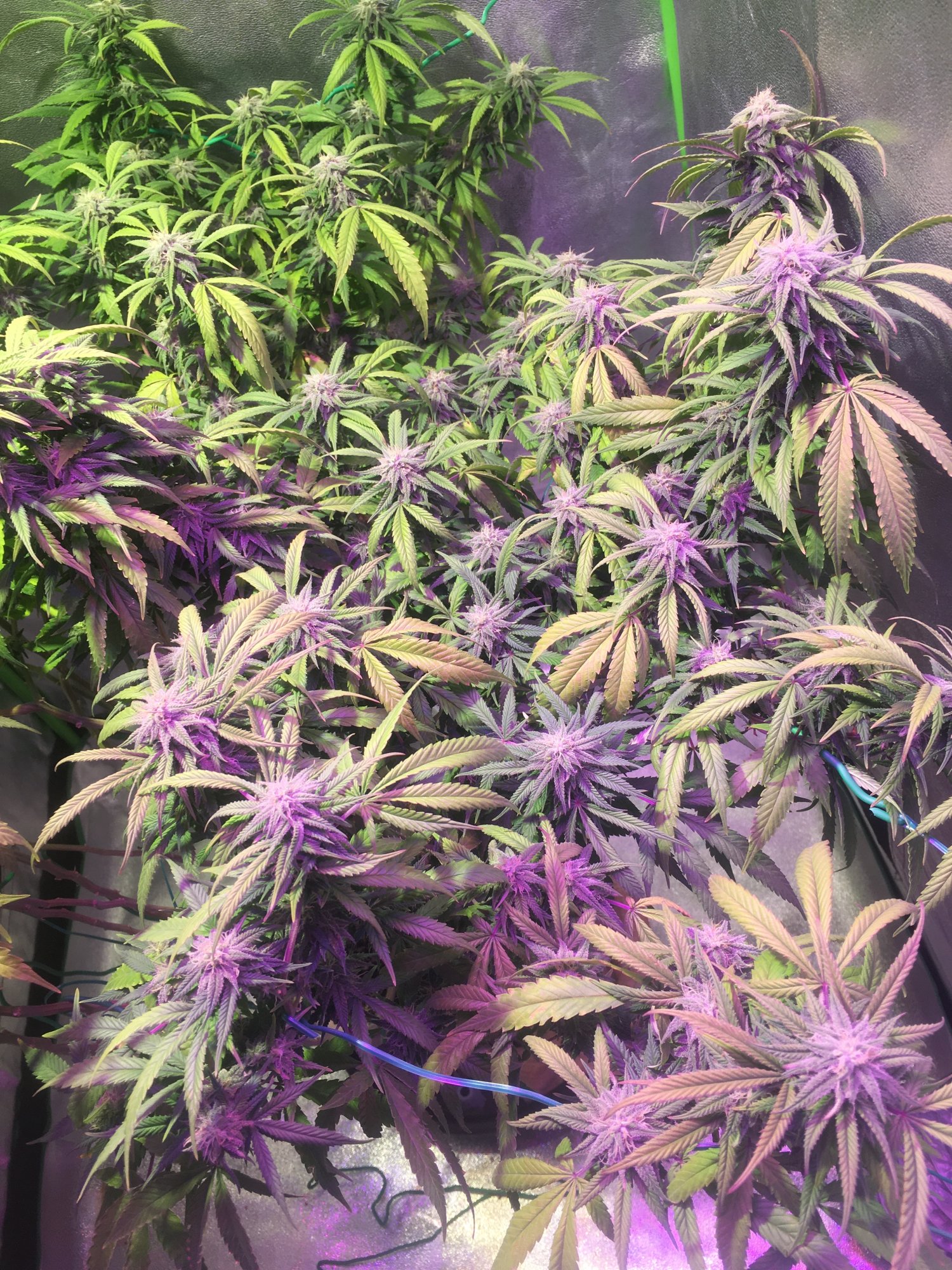 Help week 4 of flower and shes fading 8