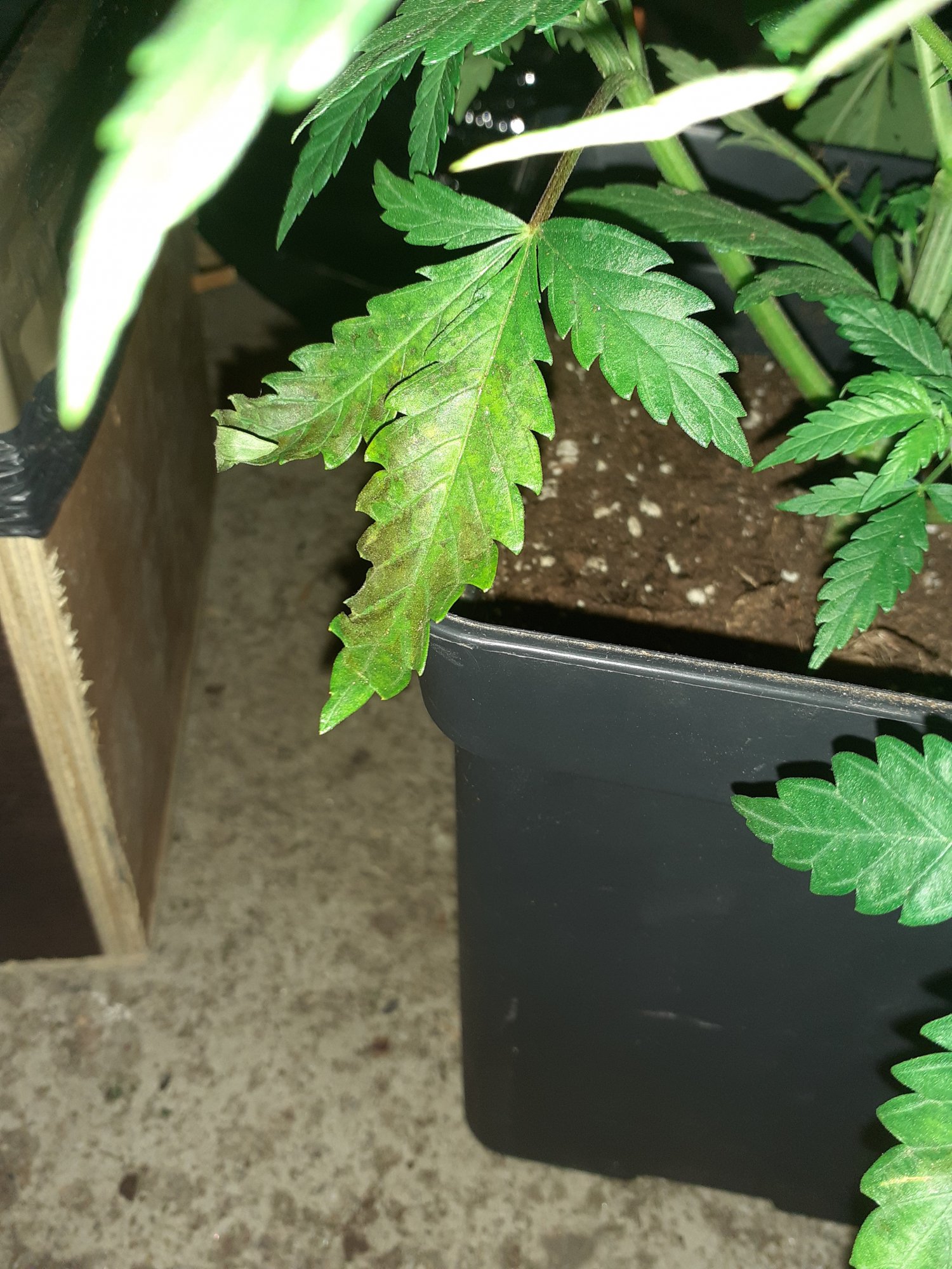 Help what deficiency is this 2